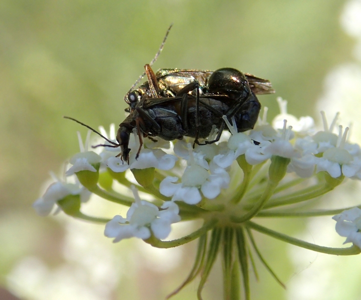 Oedemera flavipes